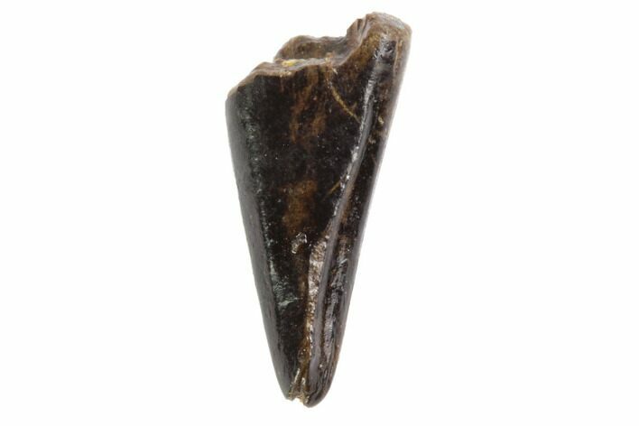 Tyrannosaur Premax Tooth - Montana #98311